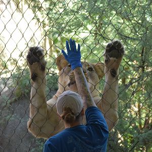 African Lion Keeper Talk