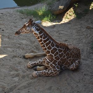 Giraffe Calf