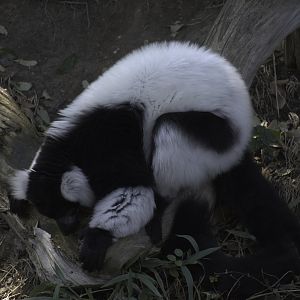 Black-and-White Ruffed Lemur