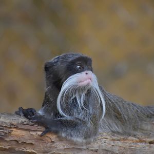 Emperor Tamarin