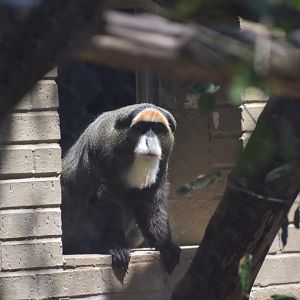 De Brazza's Monkey