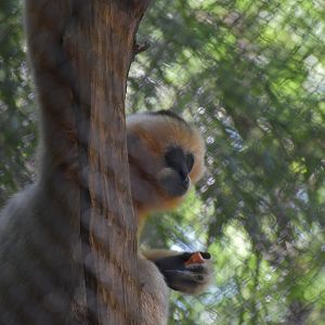 White-Cheeked Gibbon
