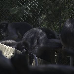 Dusky Leaf Monkeys