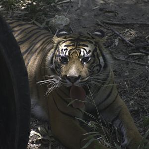 Sumatran Tiger