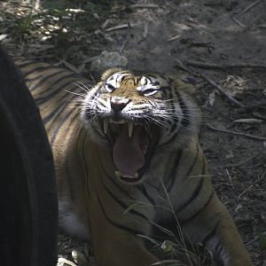 Sumatran Tiger Yawn