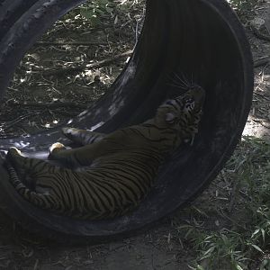 Sumatran Tiger Enrichment