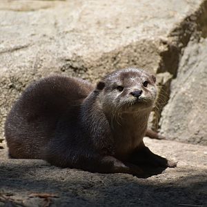 Asian Small Clawed Otter