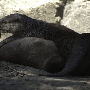 Asian Small Clawed Otter Annoyance