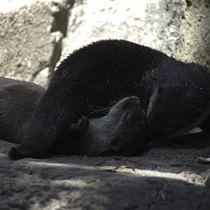 Asian Small Clawed Otter Playtime