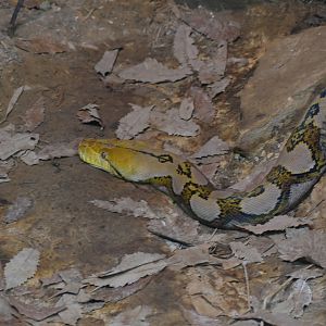 Reticulated Python