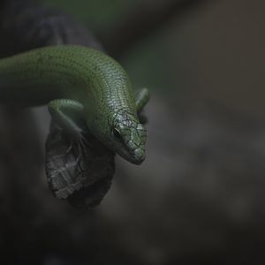 Emerald Skink