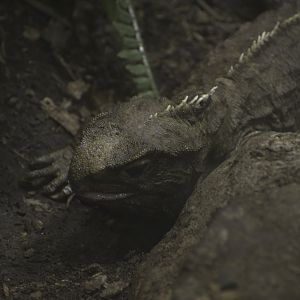Tuatara
