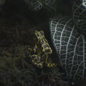 Panamanian Golden Toad