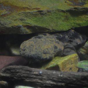 Hellbender