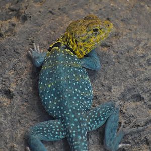 Collared Lizard
