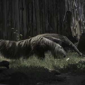 Giant Anteater