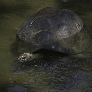 Galapagos Giant Tortoise