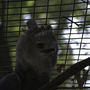 Harpy Eagle