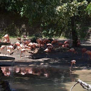 American Flamingo Flock
