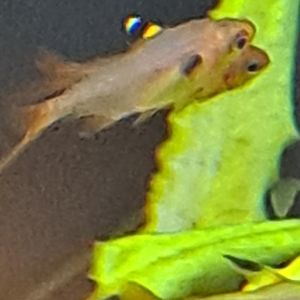 unknown tetra