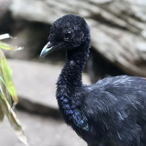 Grey-Winged Trumpeter (Psophia crepitans)