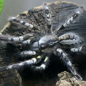 Indian Ornamental Tarantula (Poecilotheria regalis)