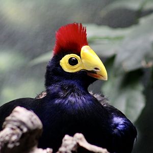 Ross's Turaco (Tauraco rossae)
