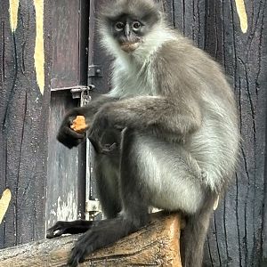 We saw a dozen wild White-thighed Surilis. In zero zoos on the planet