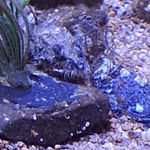 unknown pacific ocean fish