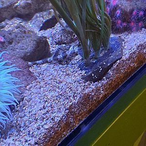 back half of pacific ocean fish