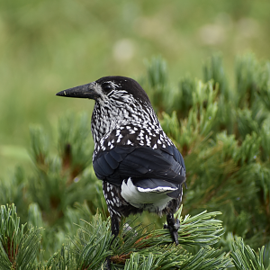 Eurasian Nutcracker ~ Mt. Karamatsu, Hakuba
