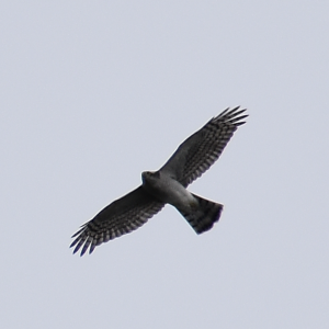 Eurasian Goshawk  ~ Mt. Karamatsu, Hakuba