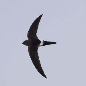 Pacific Swift ~ Mt. Karamatsu, Hakuba