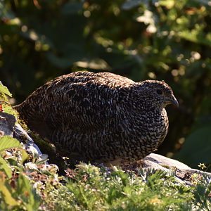 Japanese Rock Ptarmigan ~ Mt. Karamatsu, Hakuba