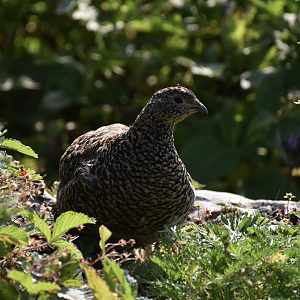 Japanese Rock Ptarmigan ~ Mt. Karamatsu, Hakuba