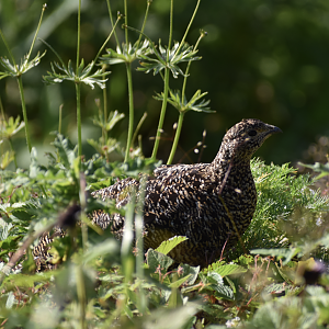 Japanese Rock Ptarmigan ~ Mt. Karamatsu, Hakuba
