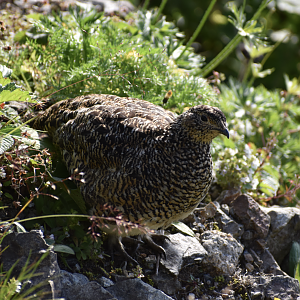 Japanese Rock Ptarmigan ~ Mt. Karamatsu, Hakuba