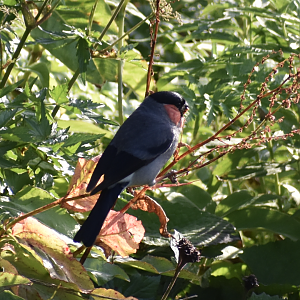 Eurasian Bullfinch ~ Mt. Karamatsu, Hakuba