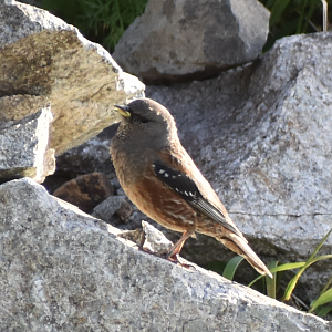 Alpine Accentor ~ Mt. Karamatsu, Hakuba