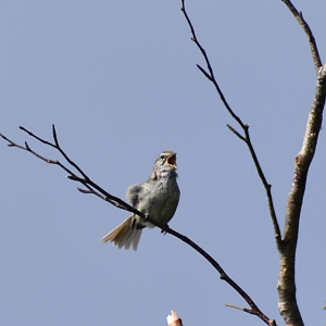 Japanese Bush Warbler ~ Mt. Karamatsu, Hakuba