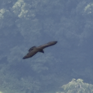 [CONFIRMATION NEEDED] Oriental Honey Buzzard ~ Mt. Karamatsu, Hakuba