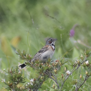 Chestnut Eared Bunting ~ Mt. Karamatsu, Hakuba