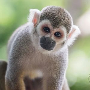 Common Squirrel Monkey (Saimiri sciureus)