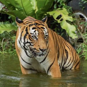Malayan Tiger (Panthera tigris jacksoni)