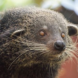 Binturong (Arctictis binturong)