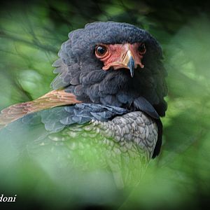 Bateleur