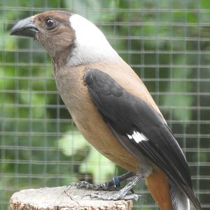 Sumatran treepie