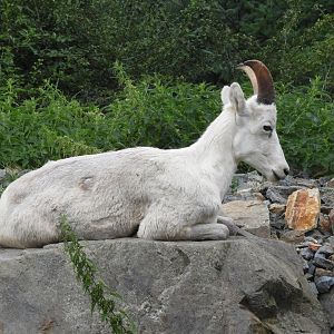 Dall's sheep