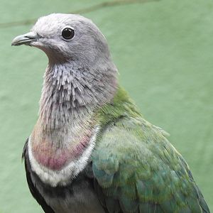 Pink-necked fruit dove