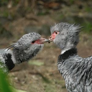 Southern Screamer (Chauna torquata)